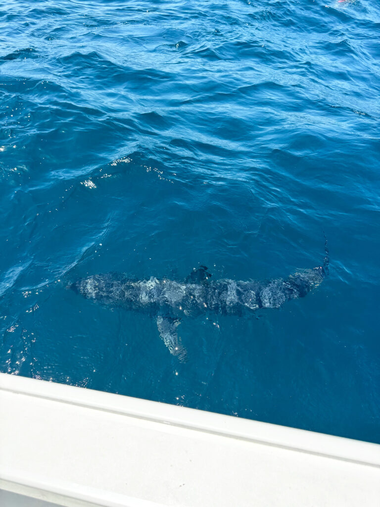 mako shark swimming next to boat