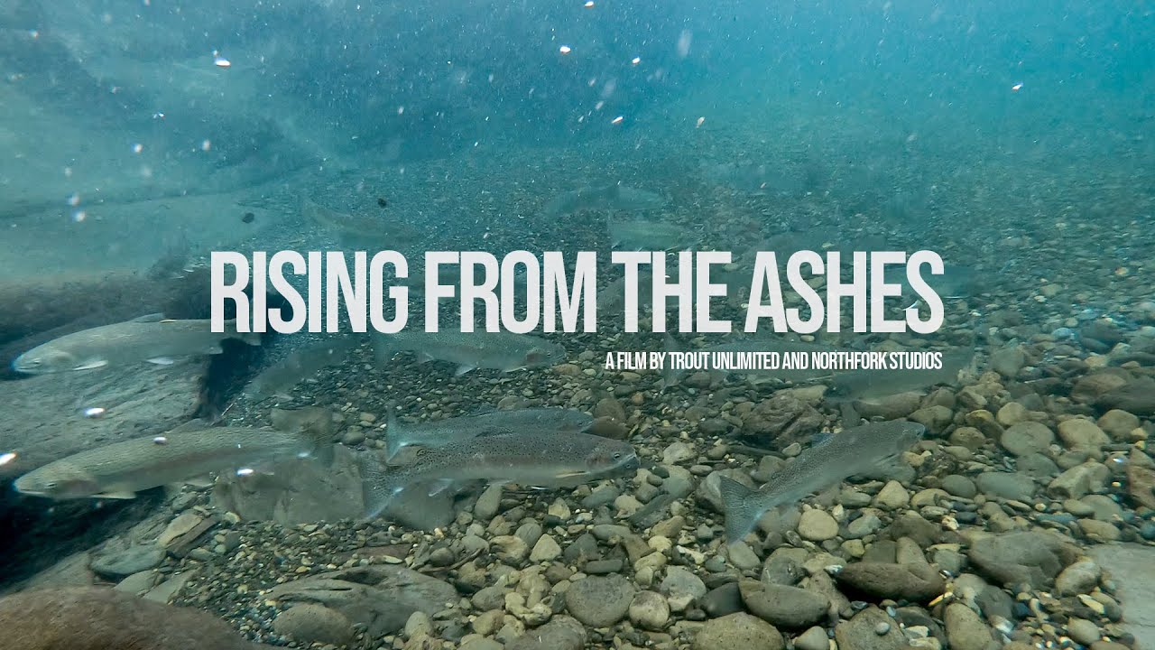 rising from the ashes film title screen