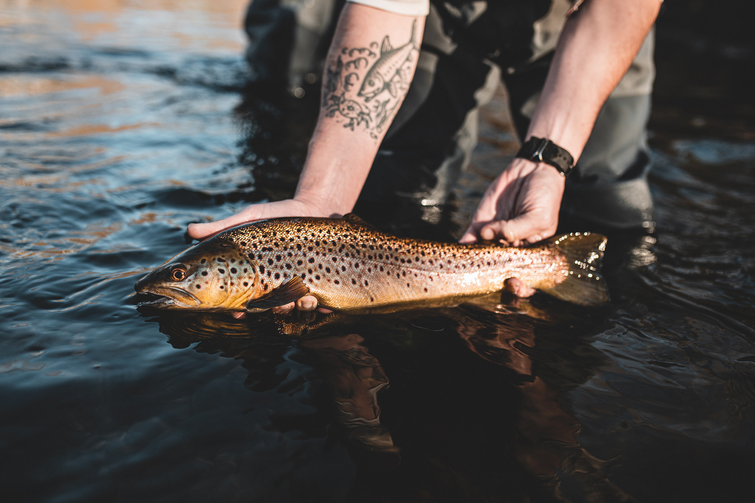 beautiful bronze brown trout