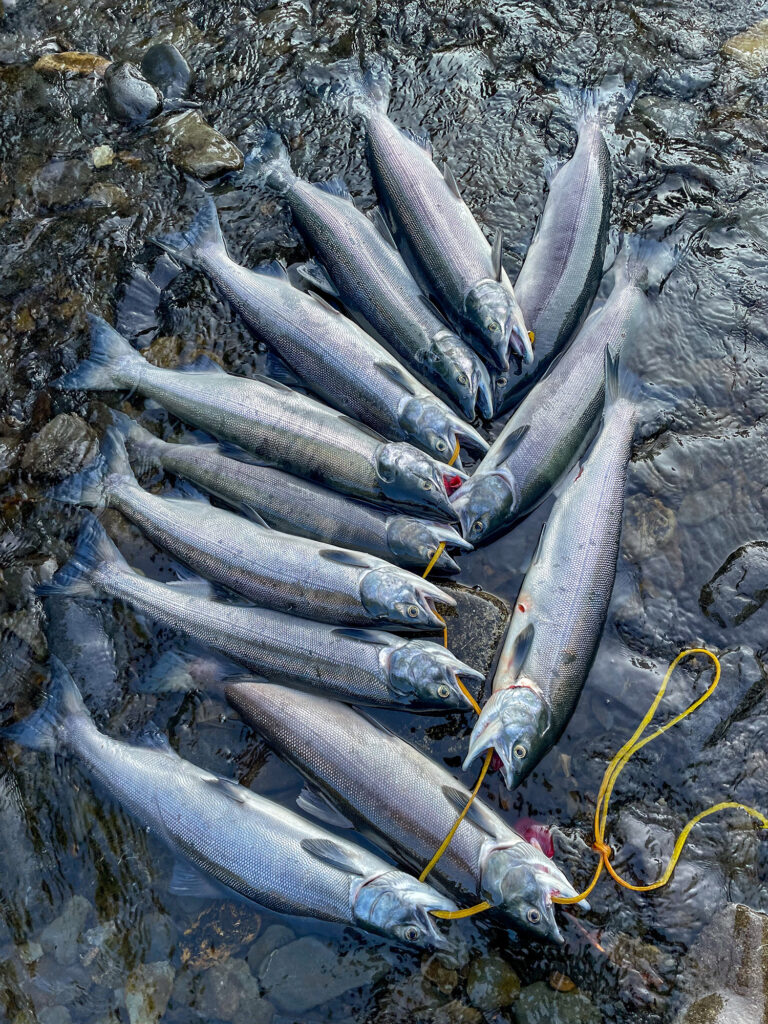 stringer of russian river rainbows